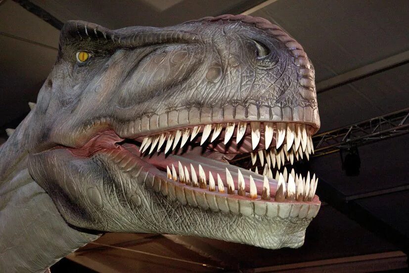 Скелет динозавра. Самые хорошие останки динозавров. Сохранившийся динозавр. Окаменевшая мумия динозавра. Мумия динозавра нодозавр.