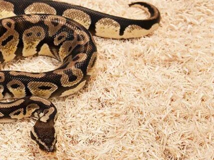 Snake bedding