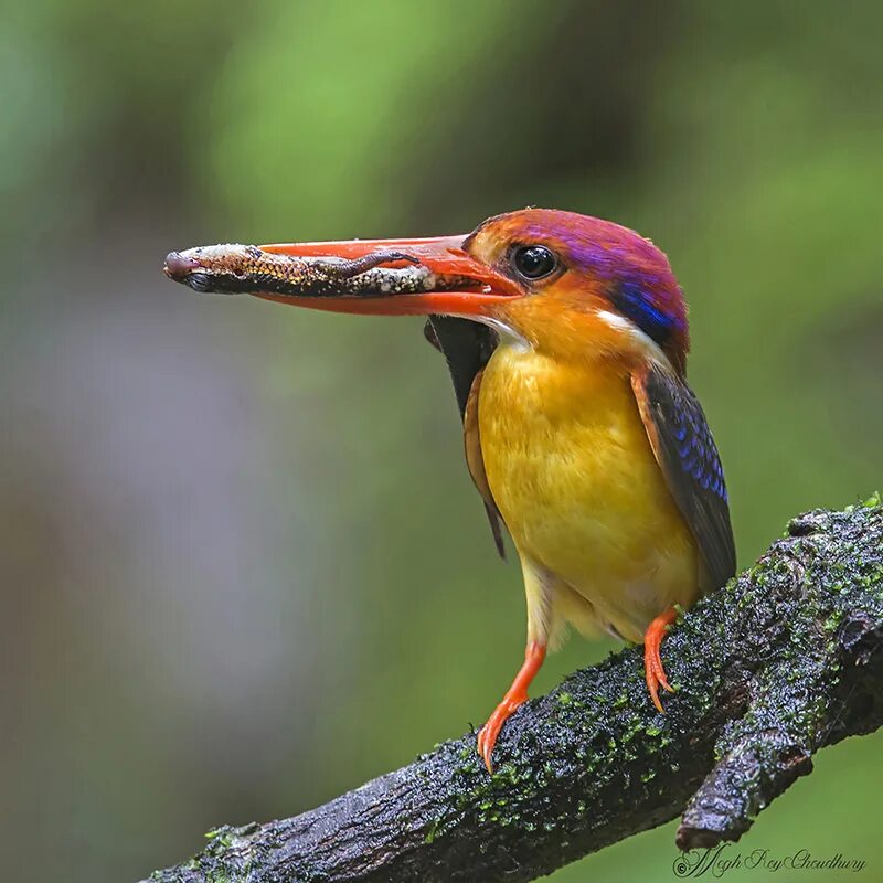 кетцаль птица. трехцветная цапля херон. квезаль птица. яркие птички россии. Well bird.