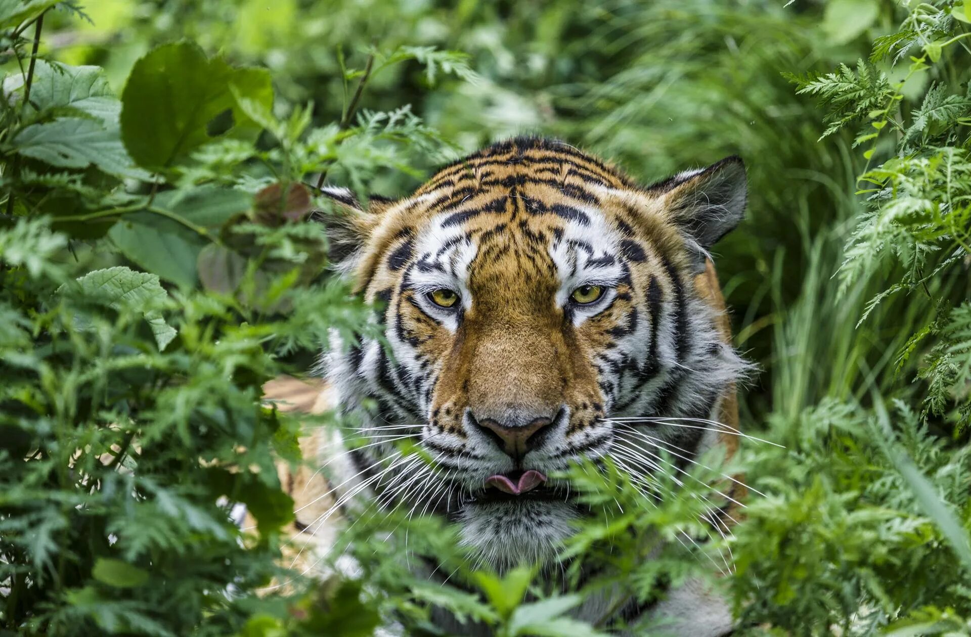 амурский тигр горал. здесь был тигр. амурский тигр с тигрятами. здесь водятся тигры. рыжий кот картина по номерам "тигр на отдыхе" 30х40 см.