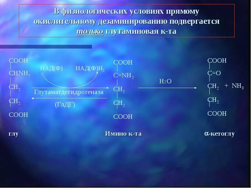 Окислительное дезаминирование глутаминовой кислоты. Непрямое окислительное дезаминирование. Прямое окислительное дезаминирование аминокислот. Прямое окислительное дезаминирование глутаминовой кислоты. Трансаминирование и дезаминирование аминокислот.