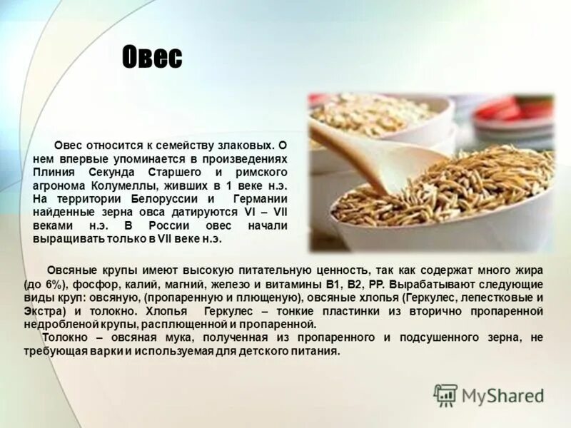 Овес относится к семейству