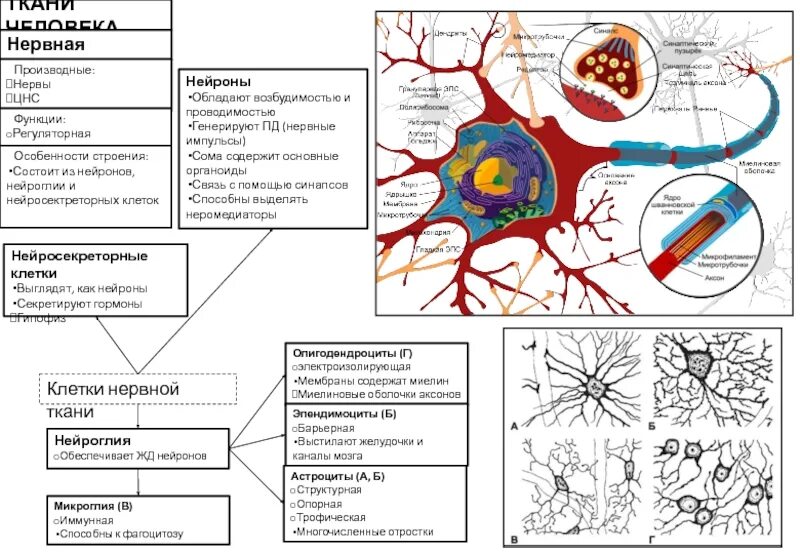 Основная особенность нервной ткани. Нервная ткань человека таблица. Нервная ткань строение и функции таблица. Клетки нервной ткани таблица. Строение нейроглии нервной ткани таблица.