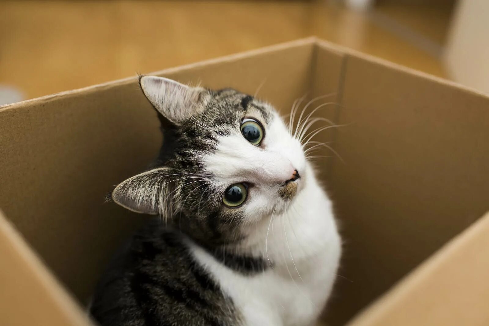 Почему коты любят сидеть. Котик в коробке. котик в коробочке. коробка для кошки. коты любят коробки.