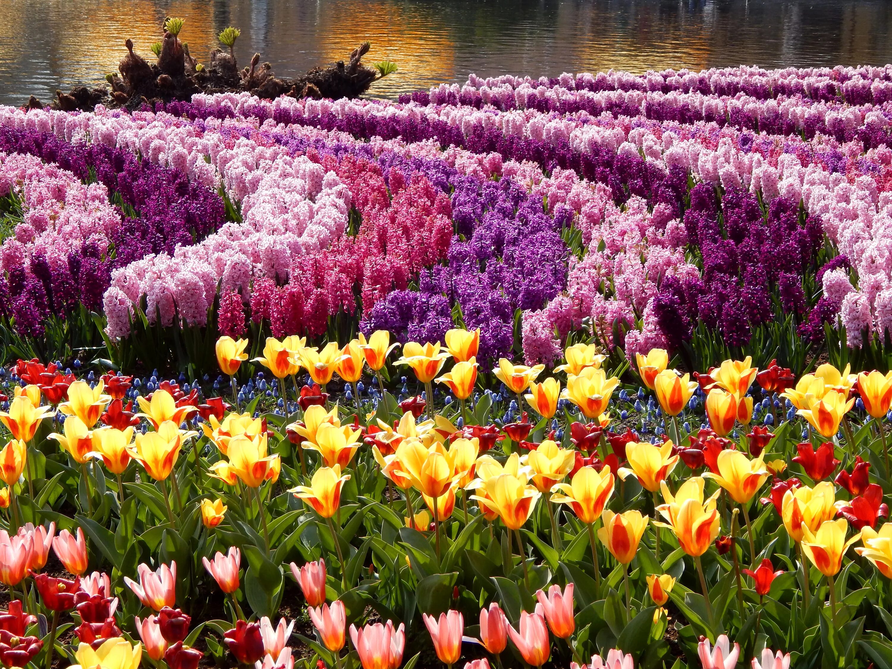 Цветы ото. Поля крокусов Голландия. Парк Асикага тюльпаны. Парк Асикага цветение тюльпанов. Сад - Асикага тюльпаны..