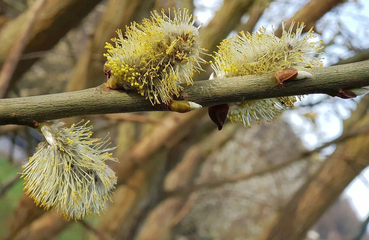 Деревья с сережками названия и фото. Willow catkins. Ольха волосистая. Ива ольха. Цветущая ольха.