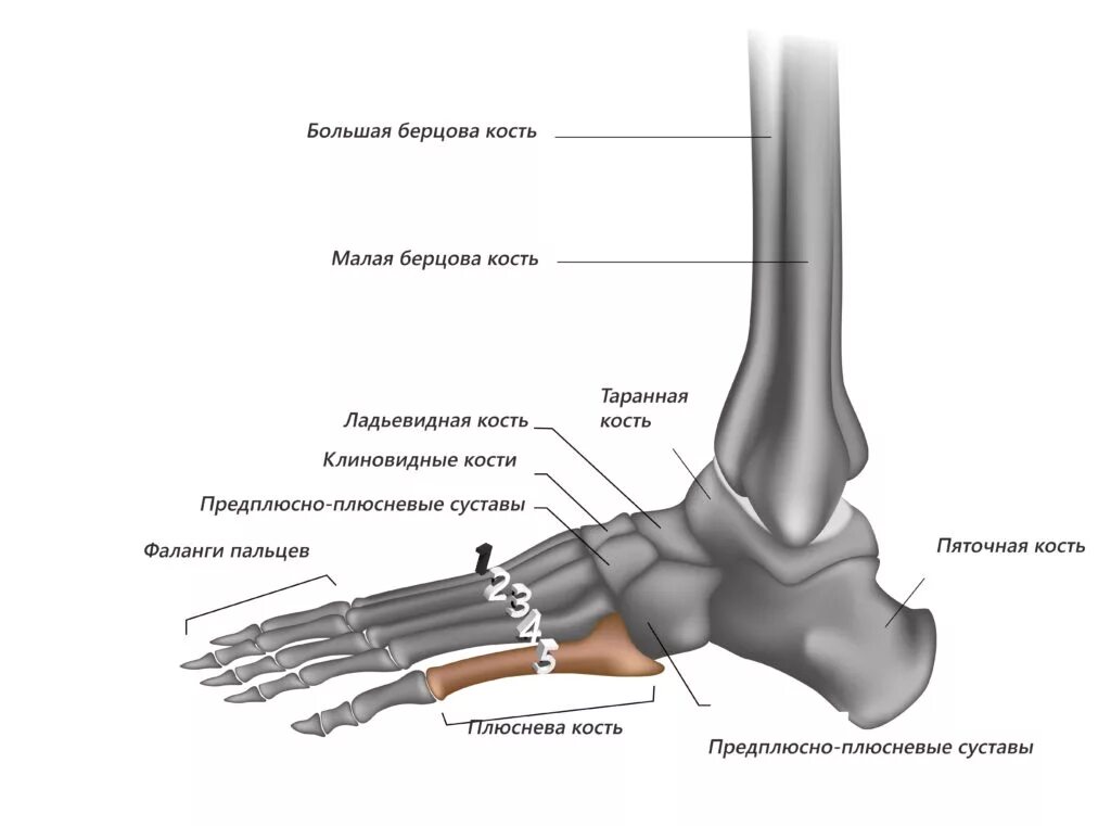 болит ладьевидная кость стопы