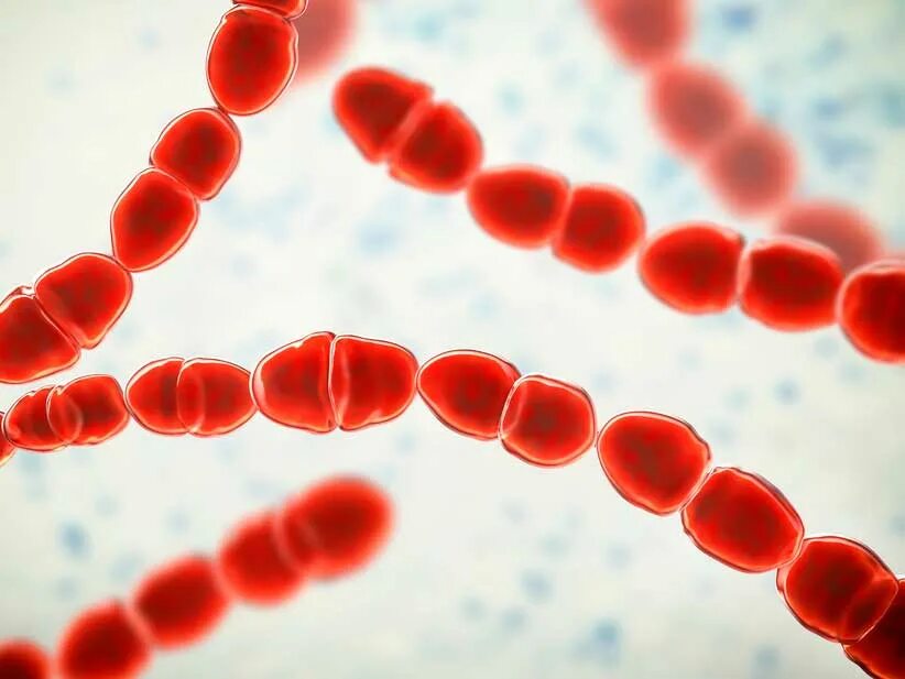 Streptococcus c. Термофильные молочнокислые стрептококки. streptococcus thermophilus. мезофильные стрептококки. термофильный стрептококк под микроскопом.