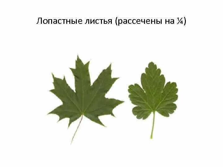 Часто имеют сильно рассеченные и линейные листья. Пальчато лопастные листья. Пальчато лопастная форма листа. Лопастные раздельные рассеченные листья примеры. Форма листа у клена пальчато раздельный.