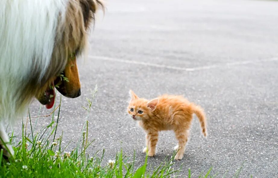 Аляскинский маламут с котом. Испуганная собакой кошка. Приколы с собаками. Большая собака и маленький котенок. Собачка испугалась.