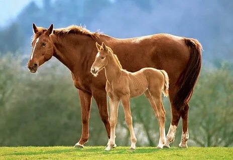 Фотосуреттер в жопу өзін-өзі мастурбациялау