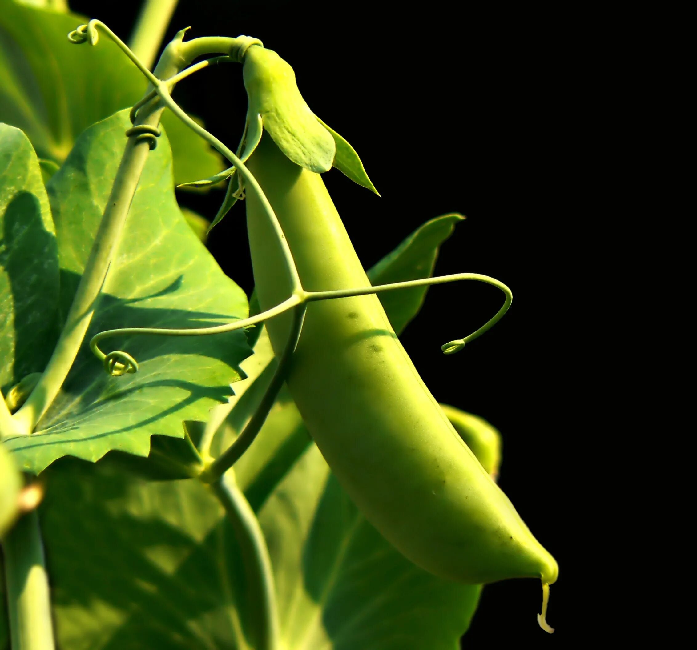 Биология Pisum sativum (горох посевной). Горох Вега. Усики гороха. Зеленый горошек растение. Горох однолетний