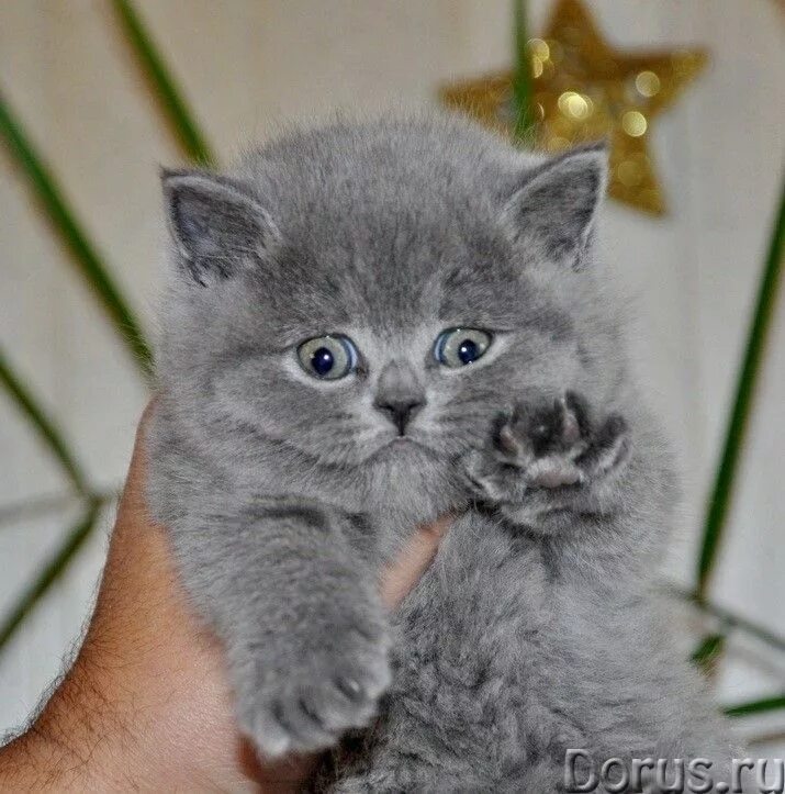 голубой британец котенок. отдам в хорошие руки кота британца. шотландская кошка прямоухая серая. британец котенок серый 1 месяц. котята вислоухие британцы в добрые руки.