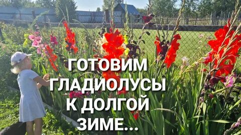 Гладиолусы подкормка