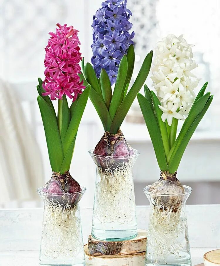 Гиацинт роял нави. Как вырастить гиацинт из луковицы. Как вырастить гиацинт из луковицы. Как вырастить гиацинт из луковицы. Гиацинт перпл.