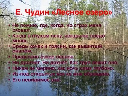Описание леса озера