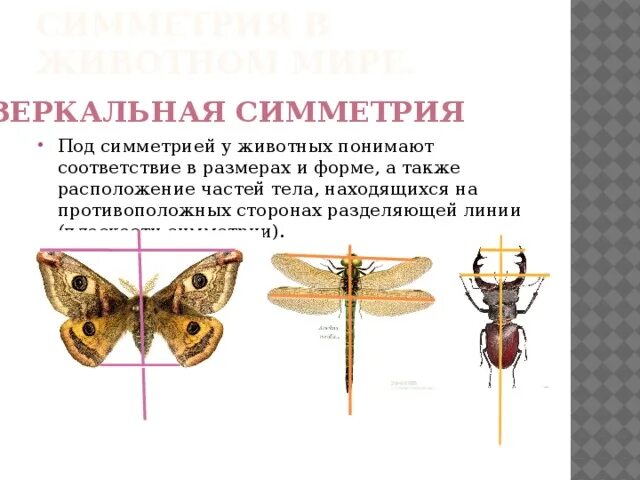 Приведите примеры проявления осевой симметрии у растений Мир симметрии