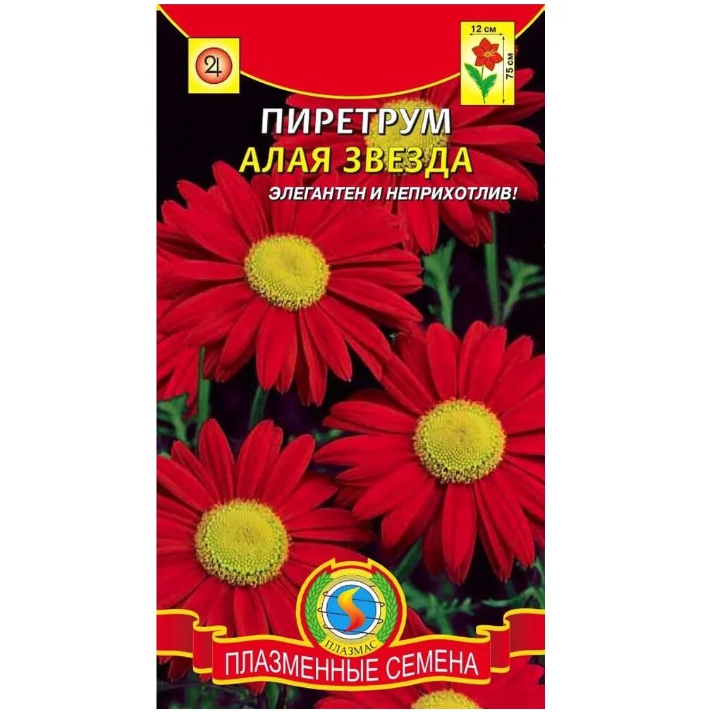 Ромашка пиретрум купить семена. Пиретрум алая звезда. Пиретрум цветок многолетний семена. Пиретрум алый. Пиретрум красный семена.