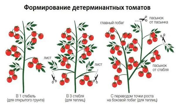 Детерминантные томаты что это. Что такое индетерминантные и детерминантные томаты. Томат индетерминантный формирование куста. Формировка детерминантных томатов. Схема пасынкования детерминантных томатов.