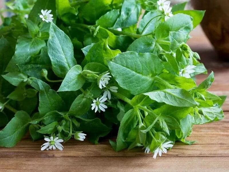 Настой мокрицы