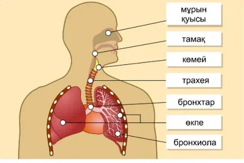 Орыс мұғалімімен порно