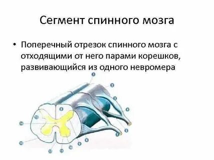 Передние задние рога сегментов спинного мозга образованы