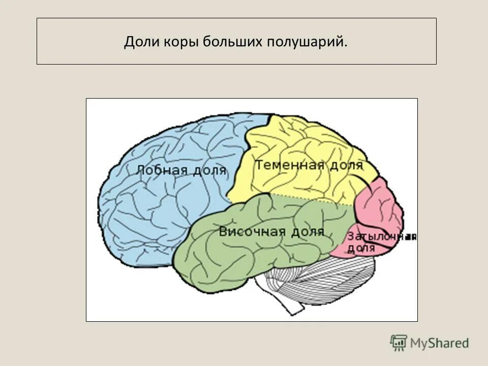 Большие полушария мозга задания. Доли коры больших полушарий мозга. Строение больших полушарий доли. Строение головного мозга доли коры.