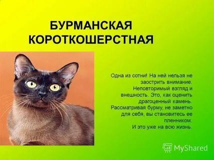 Характер бурманских кошек минусы