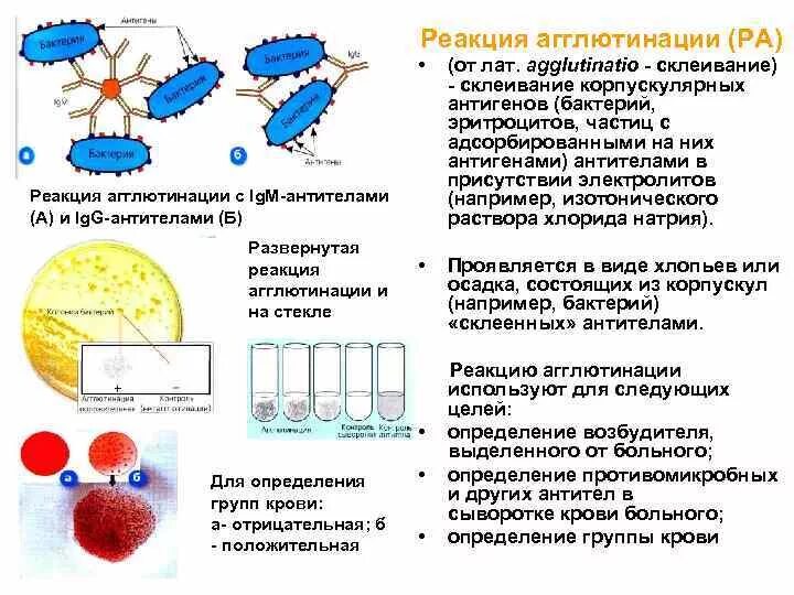 В пробирке произошла реакция агглютинации то. В пробирке произошла реакция агглютинации то