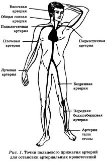 Места артерий
