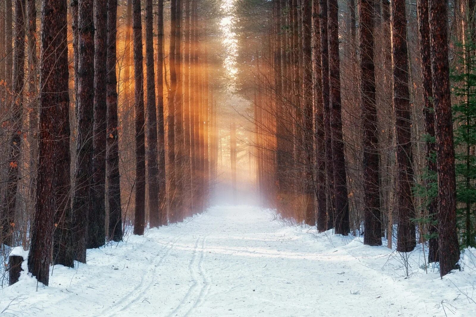 Тропы зимнее утро
