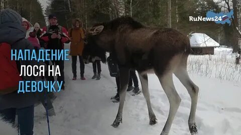Лось напал