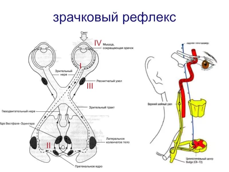 Схема дуги зрачкового рефлекса на свет. Схема рефлекторной дуги сужения зрачка. Зрительный рефлекс рефлекторная дуга схема. Рефлекторная дуга зрачков рефлекса.