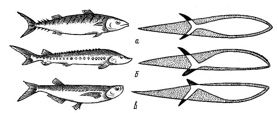 Какое тело у рыб. Торпедовидная форма тела у рыб. Стреловидная форма тела рыб. Обтекаемая форма рыб. Обтекаемая форма тела у рыб.