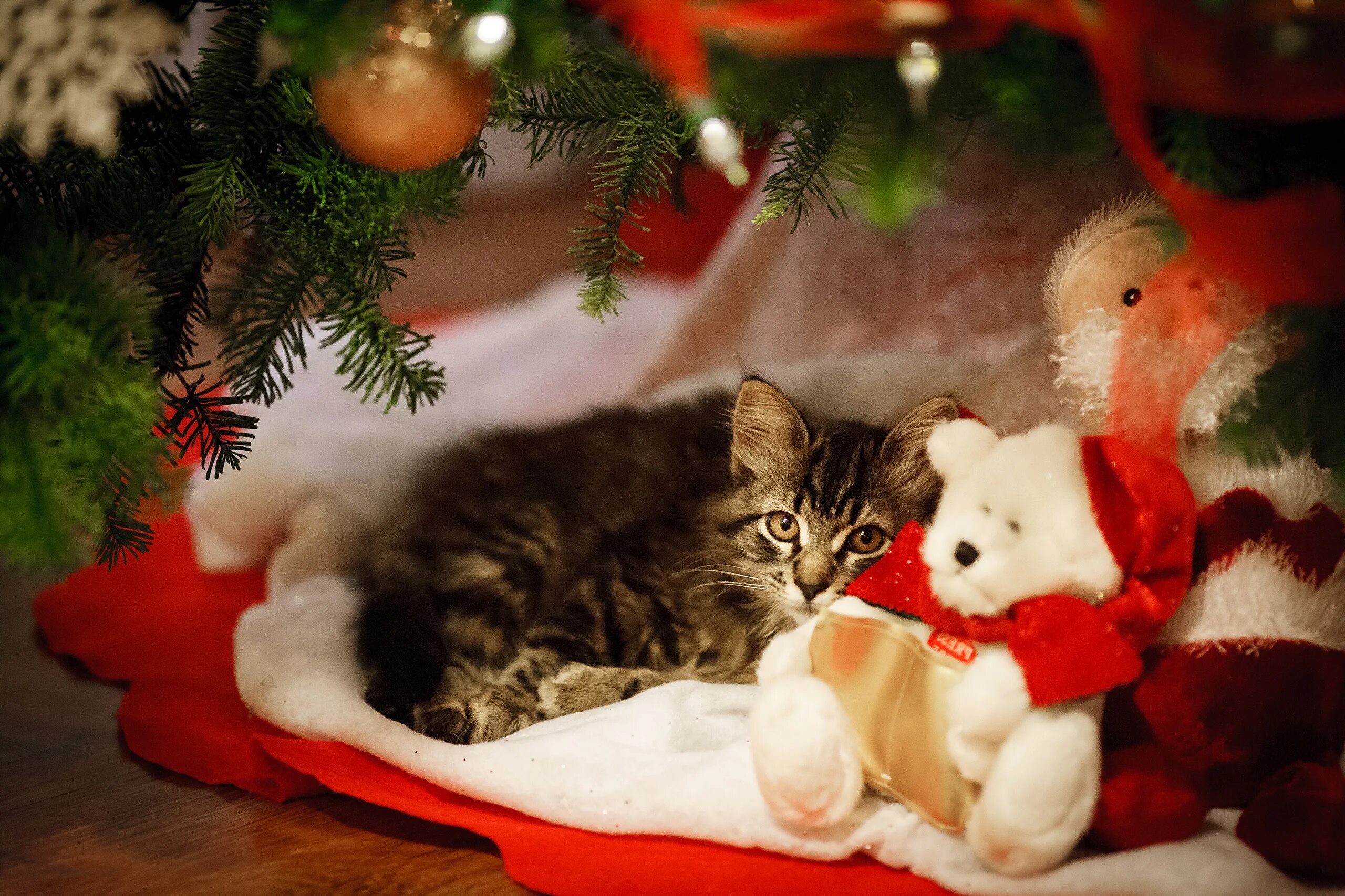 Новогодние котят. Новогодний кот. Новогодние котят. Новый год котики. Новогодние картинки на рабочий стол.