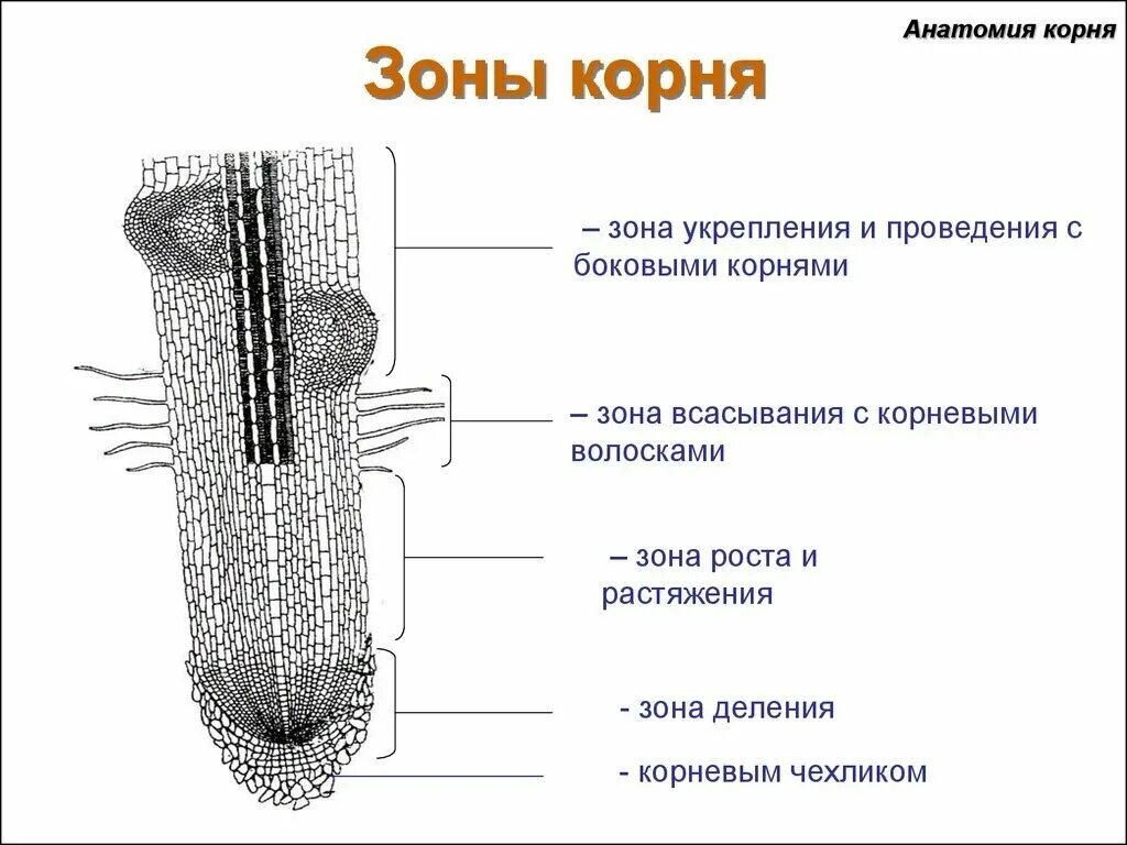 Какие ткани есть в корне растения. Зоны деления корня корневой чехлик. Зона корня корневой чехлик зона деления зона. Зоны корня корневой чехлик и корневые волоски. Зона корня корневой чехлик ткани.