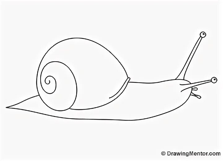 Улитка и куст. Улитка поэтапное рисование. Улитка рисунок карандашом. Рисунок улитки карандашом легко. Улитка картинка.