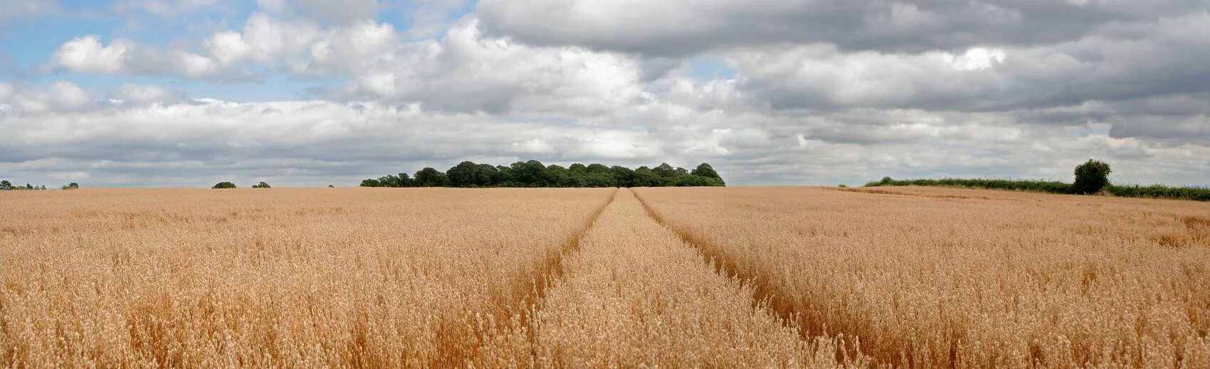 Три поля. Ржаное поле панорама. Русское поле пшеница панорама. Панорама поле картина. Украина поле панорама.