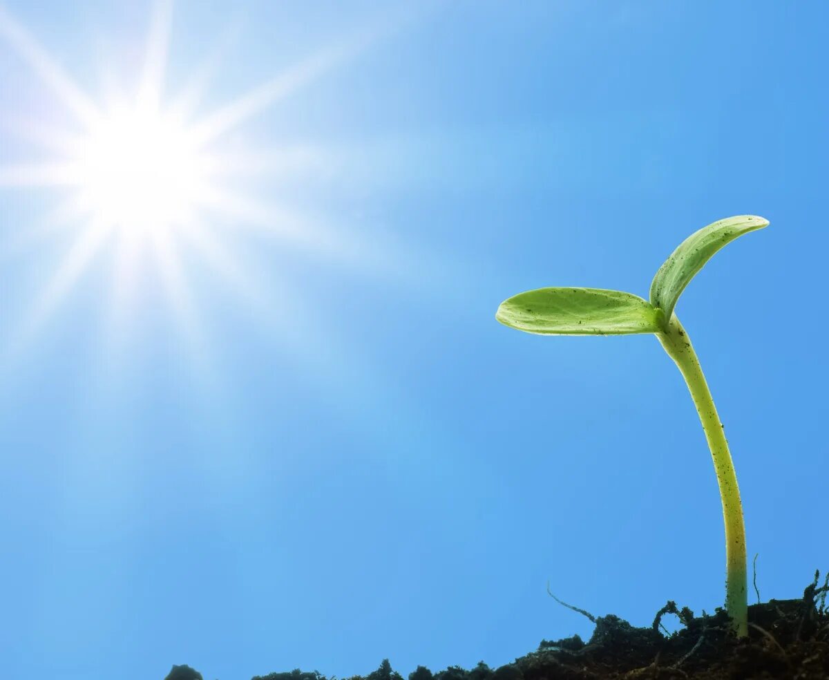 Plant картинки. Росток. Солнце и растения. Росток растет. Растение под солнцем.