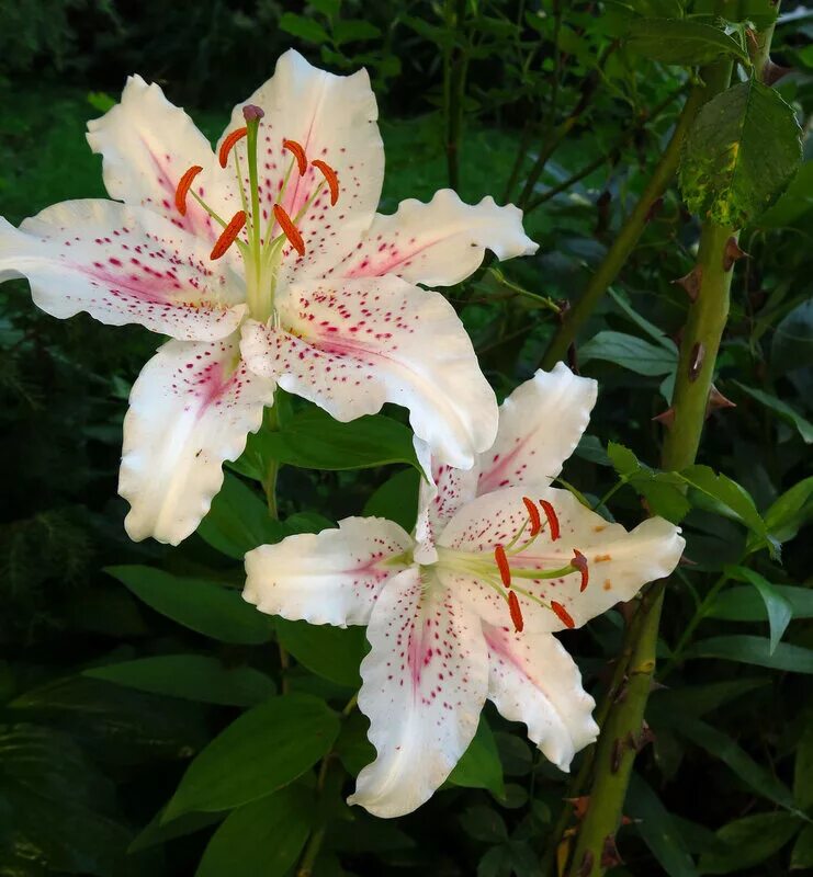 Лилия восточная замбези. Лилия лилия мускадет. Лилия мускадет. Лилия восточная мускадет. Лилия мускадет.