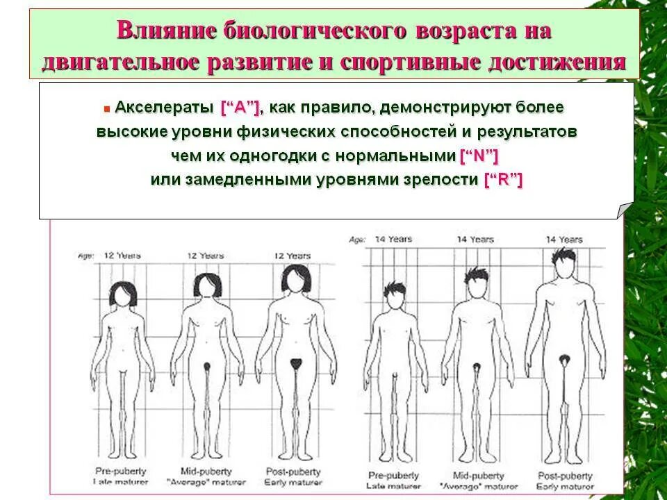 Этапы полового развития у детей. Этапы полового развития девочки. Периоды развития девочки. Стадии полового созревания у девушек. Со скольки лет можно заниматься половой