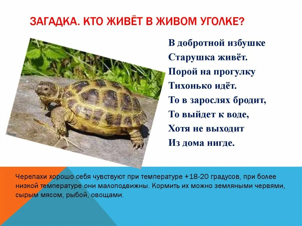 В живом уголке живет. Загадка про черепаху. Загадка про черепаху для детей. Черепаха из живого уголка. Загадки про животных живого уголка.