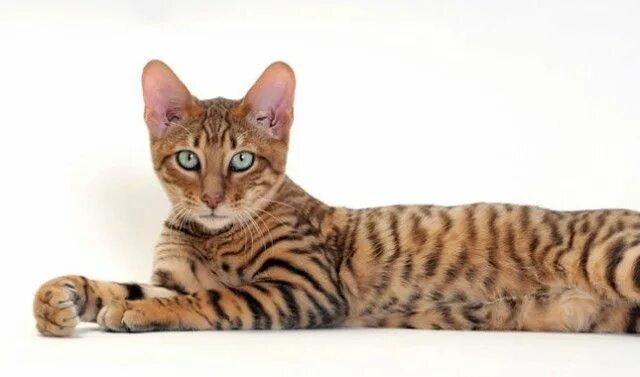 Toyger