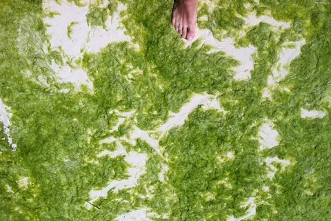 Зеленая водоросль 8