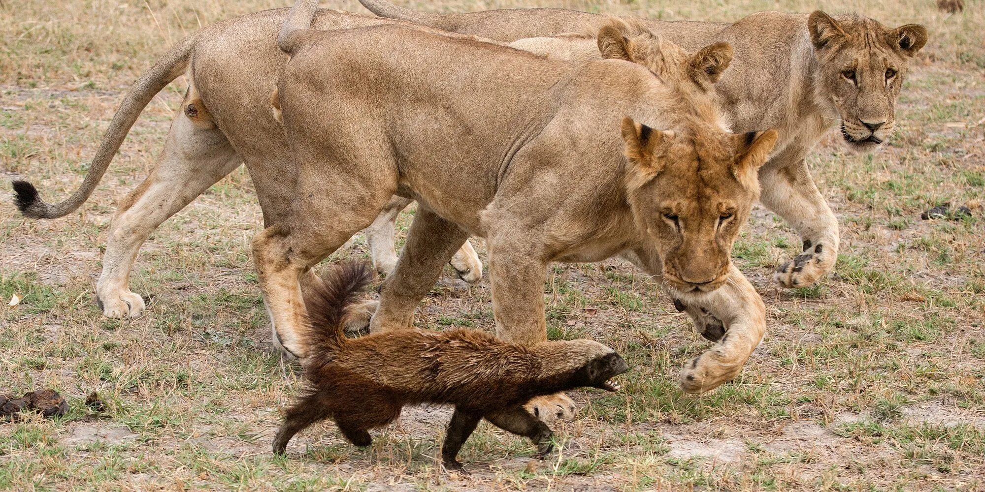 дикие и даже страшные. волкособ оскал. гигантская бразильская выдра. бразильская выдра против крокодила.