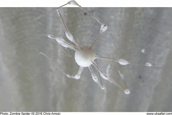 Белый паук в доме фото A White Spider Stretching Its Eight Legs Stock Photo Image of legs, prey: 1059