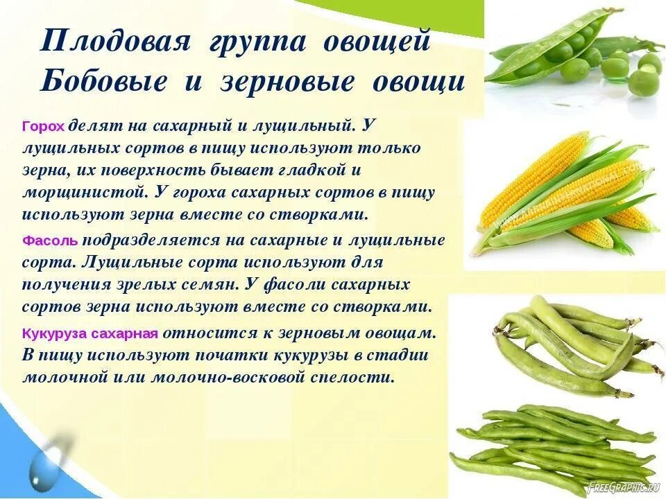 Кукуруза относится к группе. Классификация бобовых овощей. Виды плодовых овощей. Бобовые овощи и зерновые овощи. Характеристика плодовых овощей.