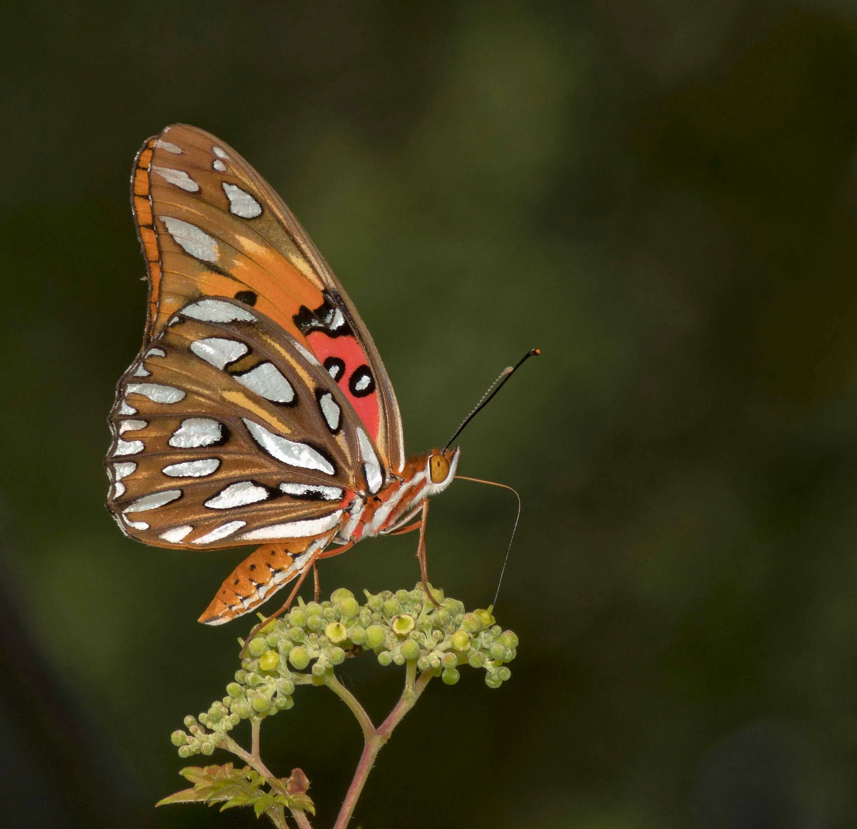 Gulf Fritillary бабочка. Павлиноглазка атлас. Бабочка атлас. Атласная бабочка.