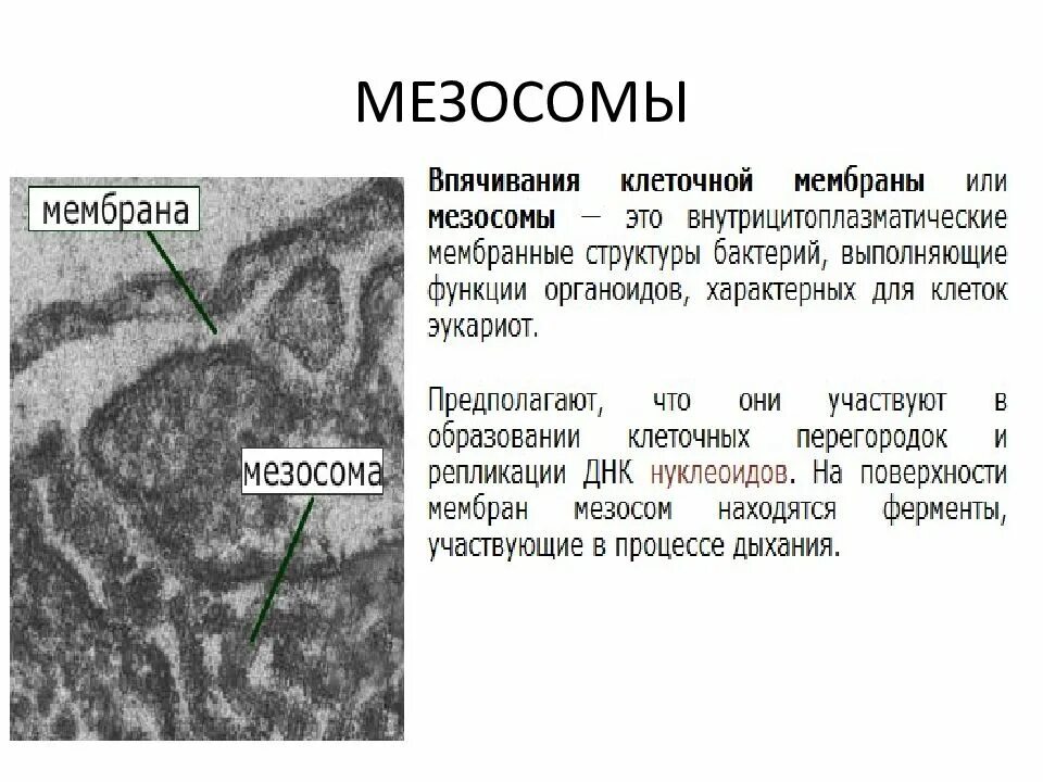 Мезосомы бактерий функции. Клетка мезосомы функции. Функции мезосомы в клетке бактерии. Мезосомы бактерий строение. Мезосомы бактерий функции.