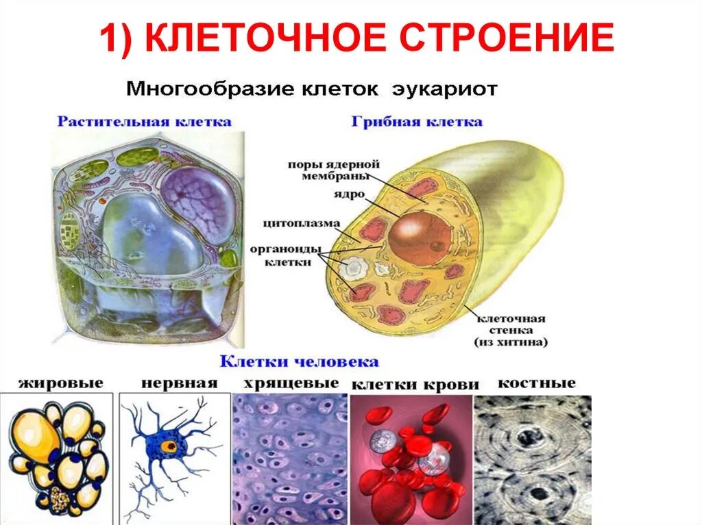 Строение клетки. Разнообразие клеток организма. Клеточное строение примеры. Строение разных клеток. Любые клетки живого организма